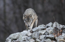 Via all’abbattimento del branco di lupi