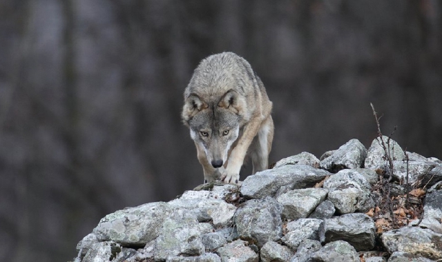 Via all’abbattimento del branco di lupi
