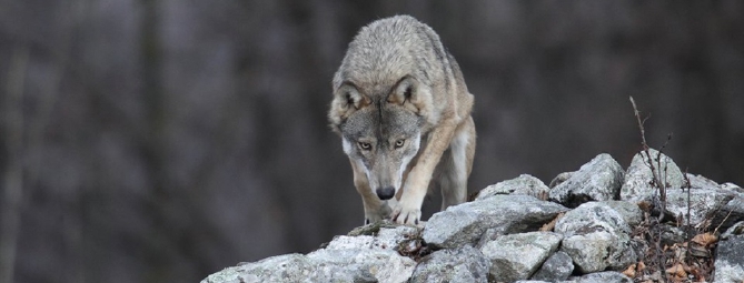 Via all’abbattimento del branco di lupi