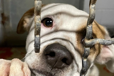 Cani senza cibo, appello da Uboldo