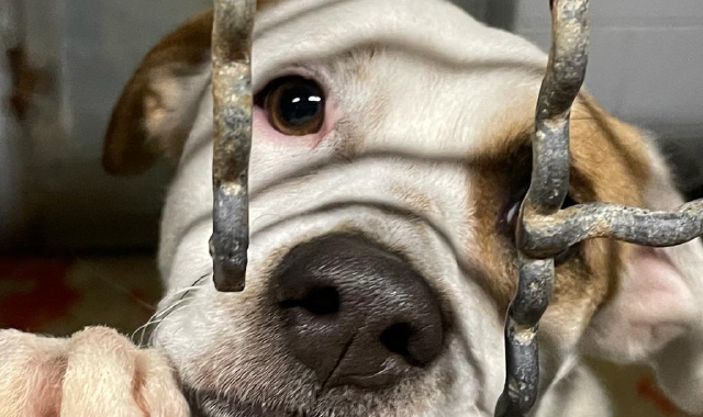 Cani senza cibo, appello da Uboldo