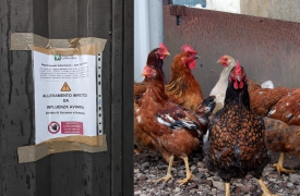 Olgiate Olona, cattivi odori al rione Balina