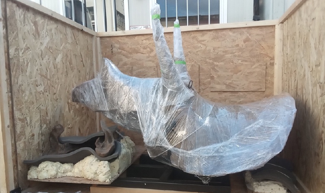 Triceratopo in volo da Malpensa a Dallas