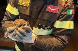 Incastrata nella canna fumaria, civetta salvata