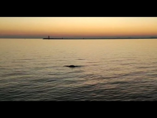 Dopo il delfino una foca monaca avvistata in Laguna Venezia