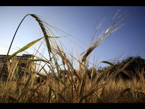 Manovra: vola al 58% il credito d'imposta Zes unica per l'agricoltura e la pesca