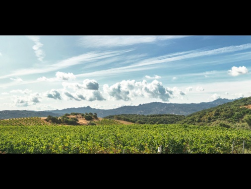 Campari cede amaro Averna e mirto Zedda Piras per 100 milioni