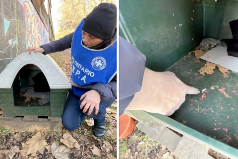 Lanciano petardi nella cuccia dei gatti