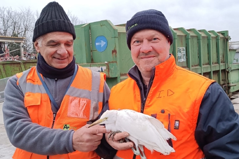 Airone in discarica: salvato dagli operatori