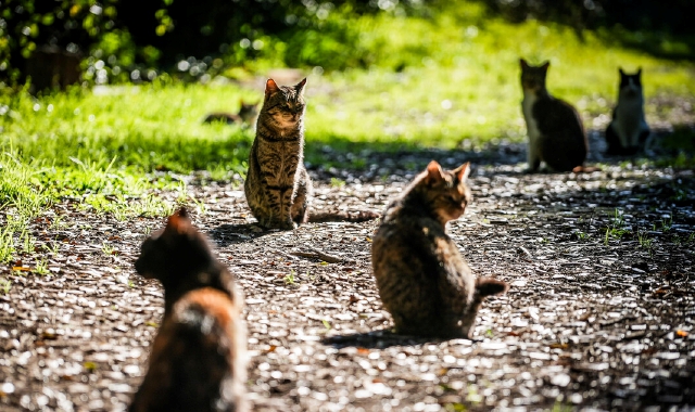 Per contenere la colonia felina di Comabbio il sindaco aveva disposto il divieto di cibare i gatti
