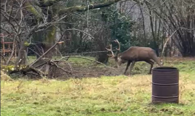 Impigliato in un cavo, cervo salvato