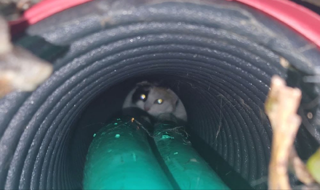 Bloccata in un tubo, gatta salvata dai vigili del fuoco