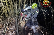Cunardo, cane nel dirupo: salvato