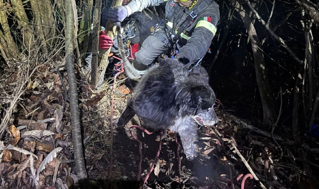 Cunardo, cane nel dirupo: salvato