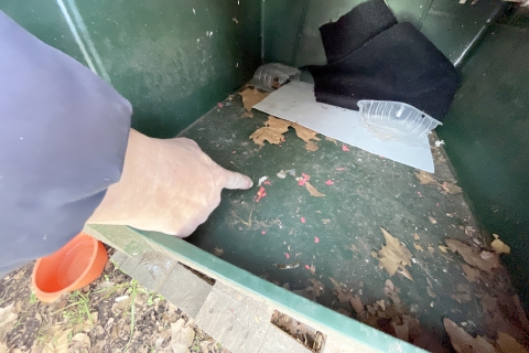 Ancora petardi nella cuccia dei gatti