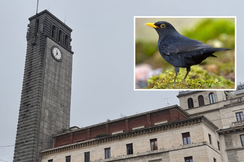 Varese: una merla tiepida