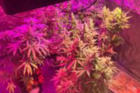 Piantagione di marijuana in camera da letto. Arrestato