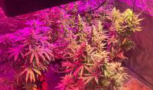 Le piante di marijuana trovate nell’appartamento di Gallarate