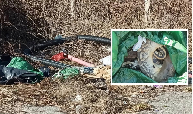 L’area dove è stato abbandonato il sacco e nel riquadro il serpente boa morto