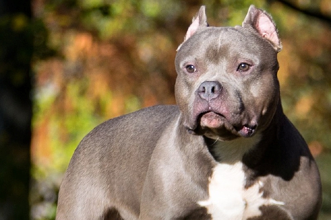 Lite per i cani al circolino di Casbeno: condannato