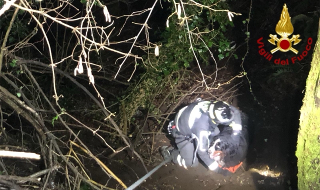 Montegrino, cane nel dirupo: salvato