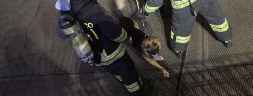 Busto Arsizio, fiamme in casa. Salvato un cane