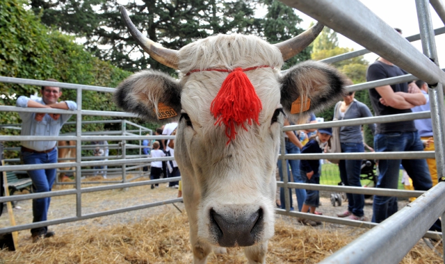 Animali in mostra nelle edizioni organizzate a Giardini Estensi 