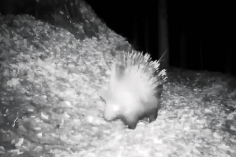 Toh chi si vede: un istrice