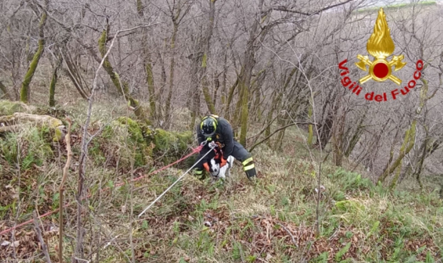 Ardena, cane nel dirupo: salvato