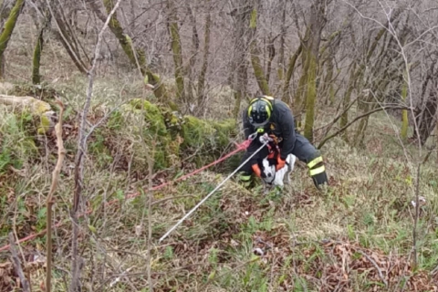 Ardena, cane nel dirupo: salvato