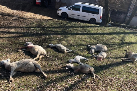 Strage di pecore. «Colletta per l’allevatrice»