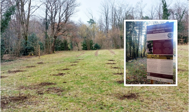 Luvinate: piantagione di ribes nero. «Obiettivo salute»