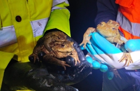Rospi e rane a rischio: operazione salvataggio lungo la Statale