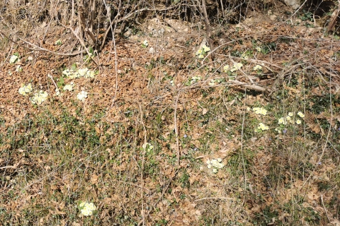 Varese: primule e polvere sahariana