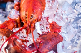 Animali da proteggere. Comprese le aragoste