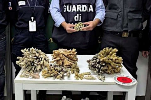 Tornano dalle Mauritius con i coralli nascosti in valigia