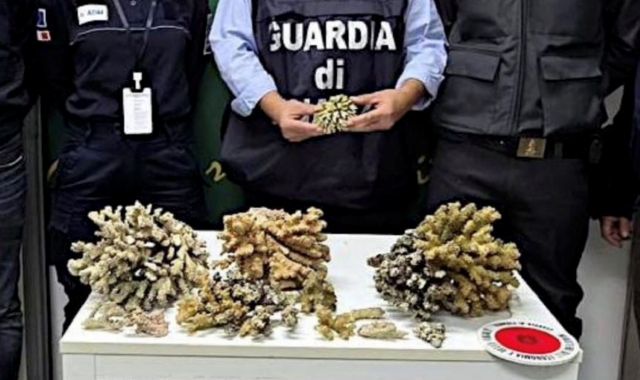 Tornano dalle Mauritius con i coralli nascosti in valigia