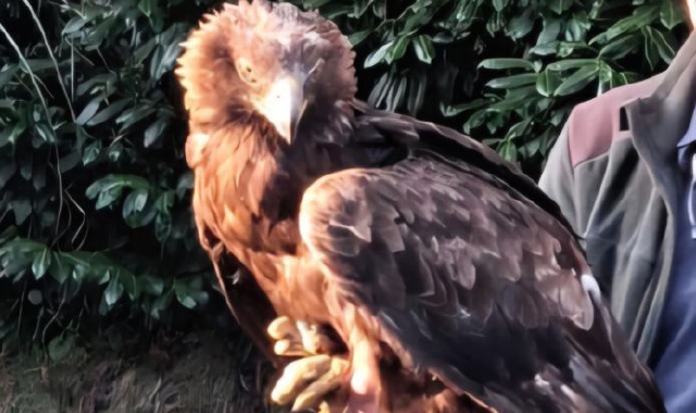 Trovano un’aquila reale in difficoltà, salvata dai vigili del fuoco