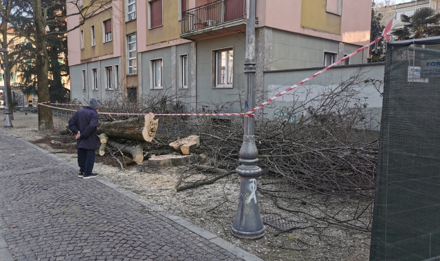 I bagolari tagliati nel giardinetto pubblico di via Dandolo