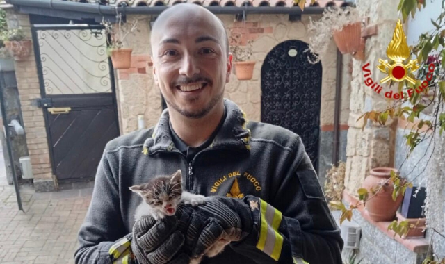 I vigili del fuoco hanno salvato il gattino a Somma Lombardo