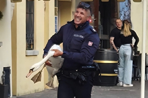 Cigno in trasferta disturba il nido di una coppia: ferito e salvato