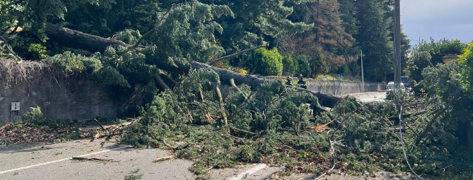 Cade un albero in via Caracciolo: strada chiusa. Vento forte: 131 km/h al Campo dei Fiori