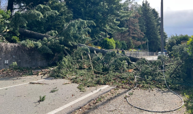È allarme per il vento forte su Varese e il Varesotto. Nella foto l’albero caduto in via Caracciolo (foto Stefano Benvegnù)