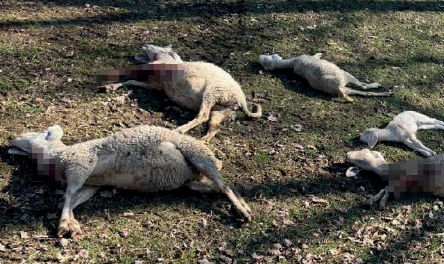 Alcune delle pecore uccise dal lupo alla Rasa, il febbraio scorso