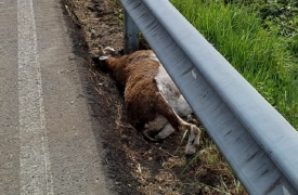 Un cervo e un muflone trovati morti lungo la Provinciale