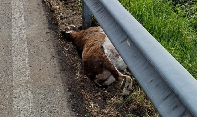 Un cervo e un muflone trovati morti lungo la Provinciale
