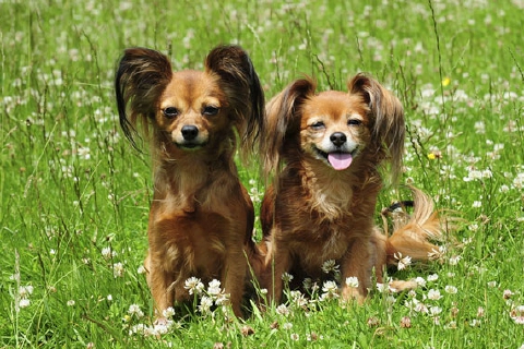 Brebbia, allevamento abusivo: cani in adozione