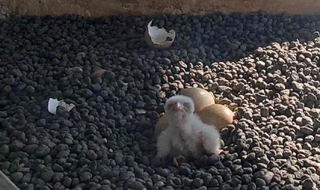 Pasquetta porta un falchetto sul Pirellone