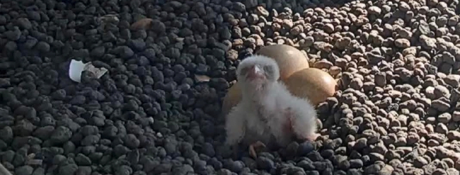 Pasquetta porta un falchetto sul Pirellone