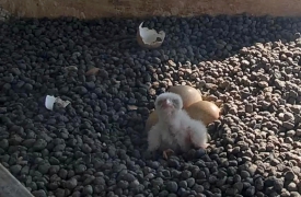 Pasquetta porta un falchetto sul Pirellone